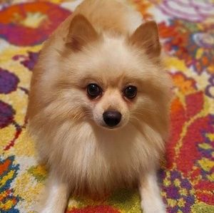 Meet your Posher, Barbara